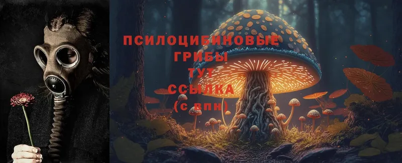 Галлюциногенные грибы Psilocybine cubensis  как найти   Людиново 